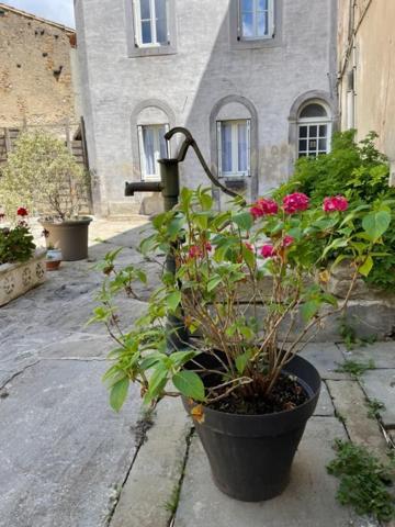 Le Patio Cathare Daire Carcassonne Dış mekan fotoğraf